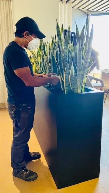 Plant care technician attending to plants