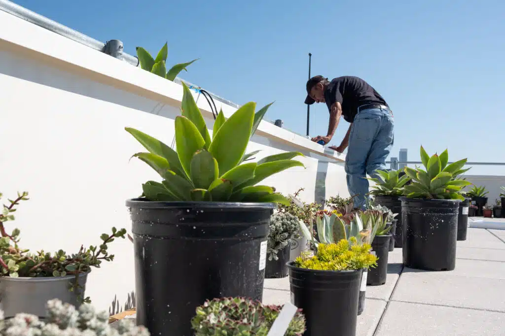 Indoor Office Plant Design Fairfield
