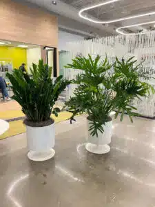 Best Plants For Office Desk At Work - The Wright Gardner