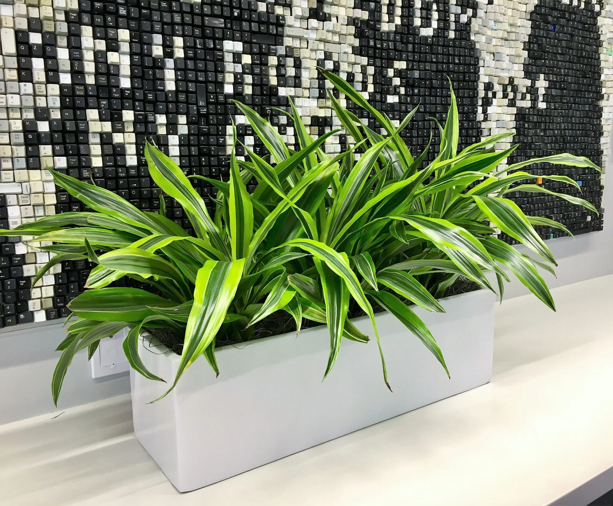 10 Reasons Facilities and Office Management Professionals Should Bring Live Plants into their Spaces
