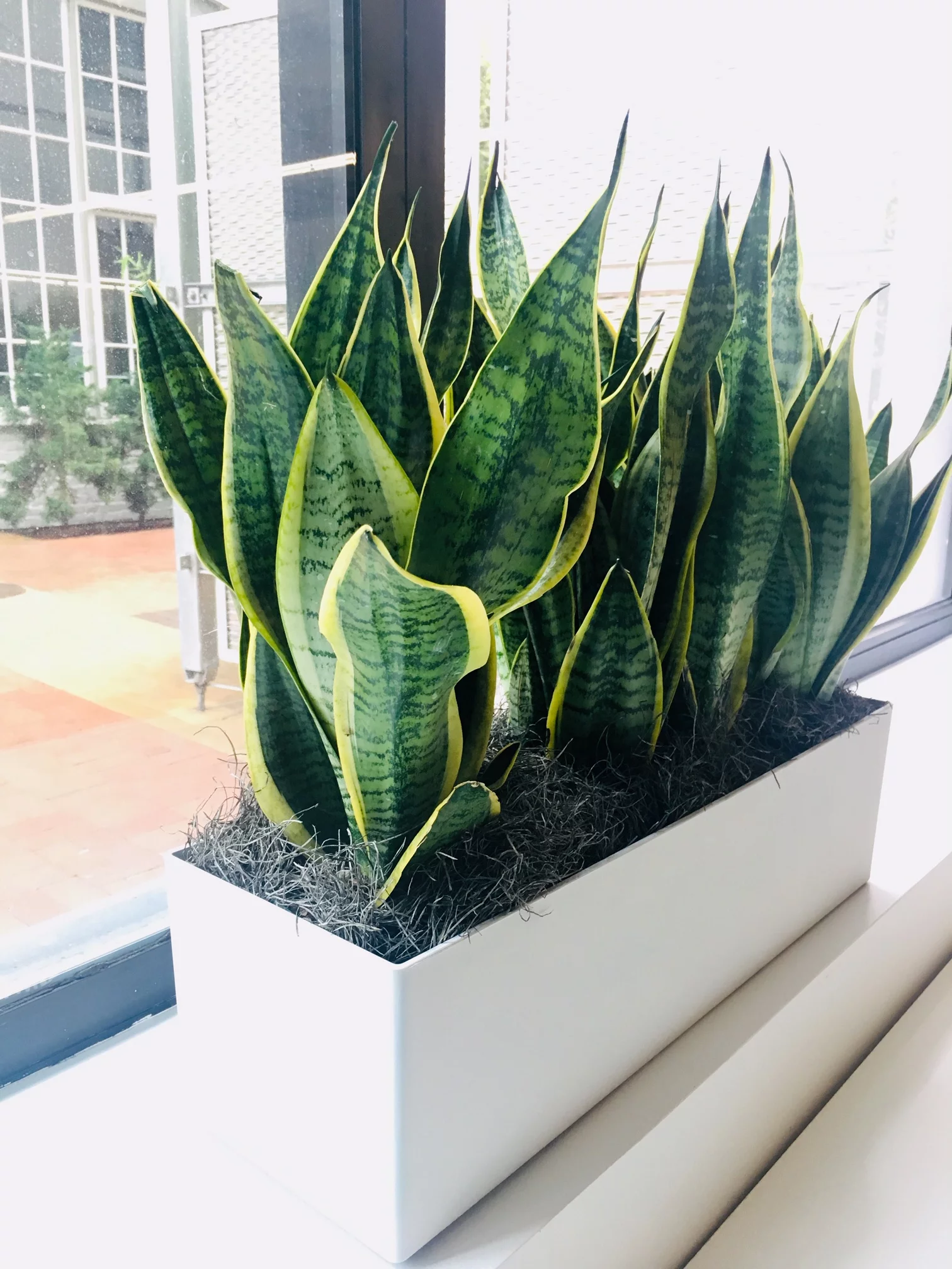 dark office plants