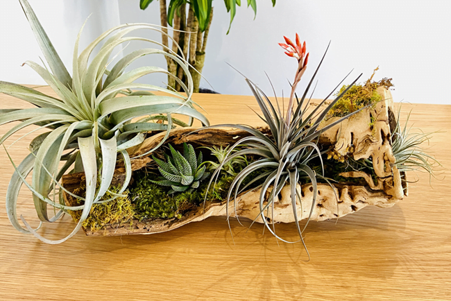 Indoor Plant Designs & Installations