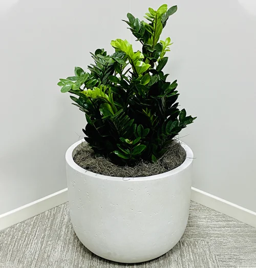 zz indoor plant Zamioculcas Zamiifolia 'ZZ'
