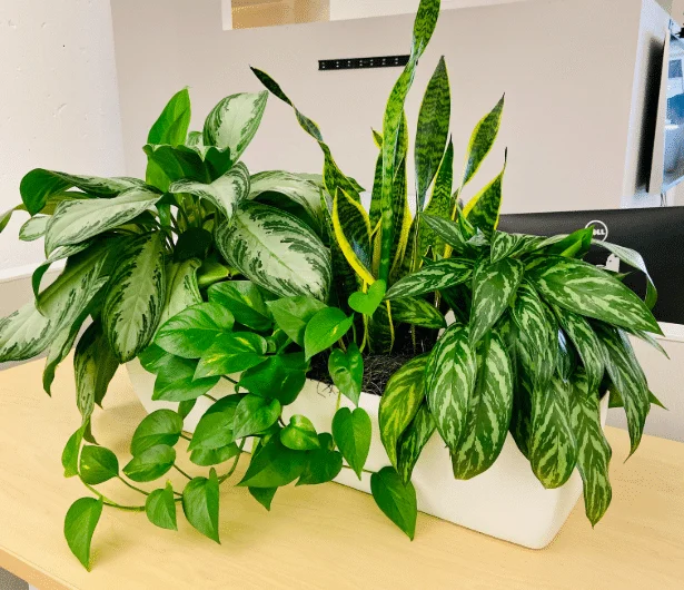 monstera half moon Monstera albo variegata HALFMOON