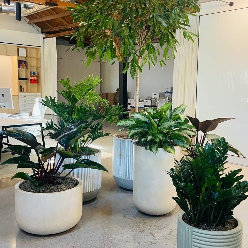 Variety of indoor tropical plants in industrial style Silicon Valley office