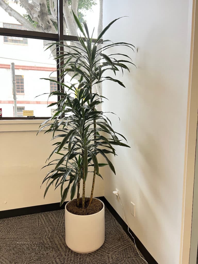 Indoor Office Plant Design Hayward | The Wright Gardner