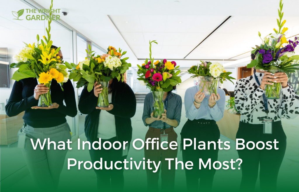 What Indoor Office Plants Boost Productivity The Most?