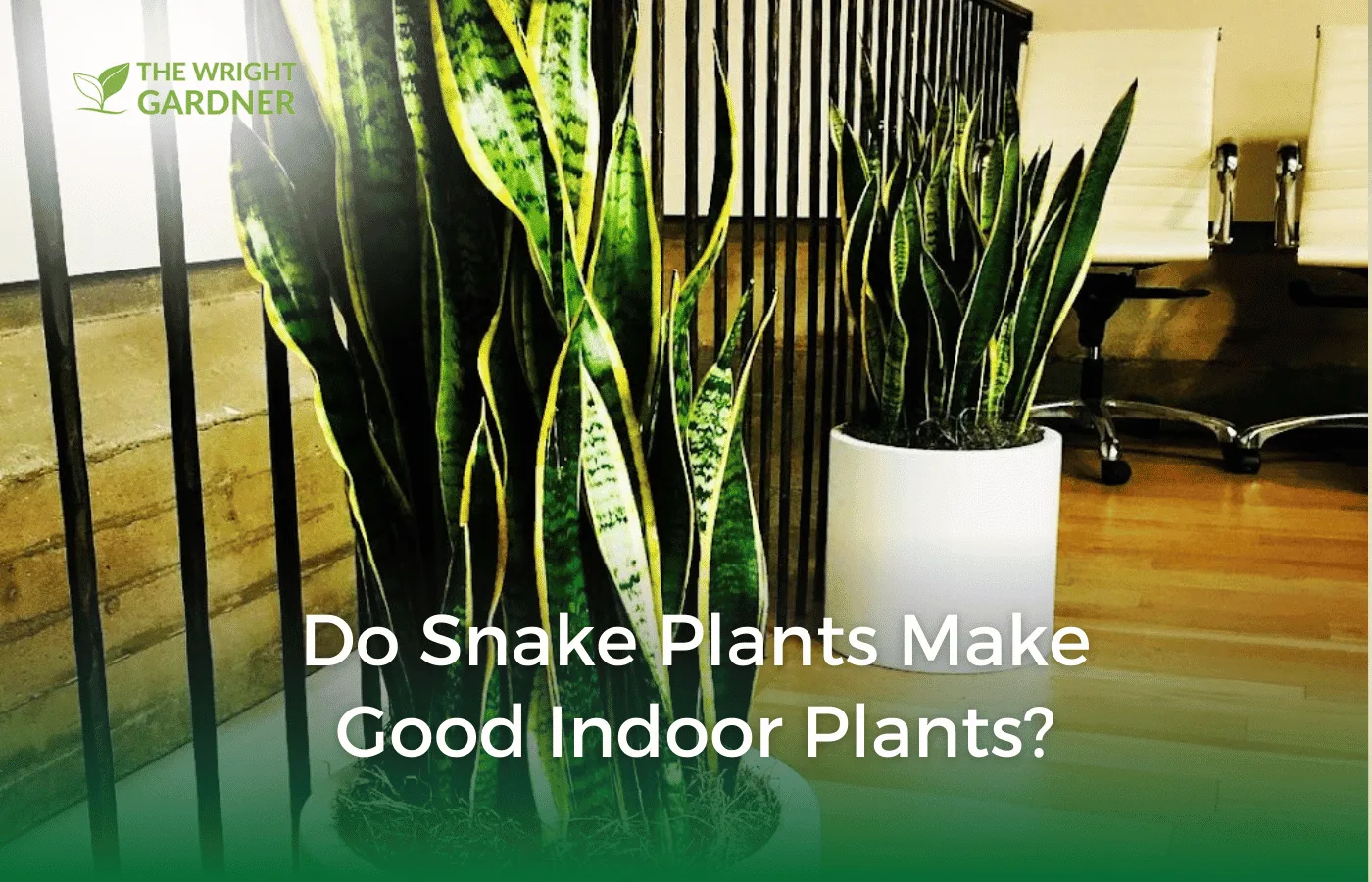 Do Snake Plants Make Good Indoor Plants? - The Wright Gardner
