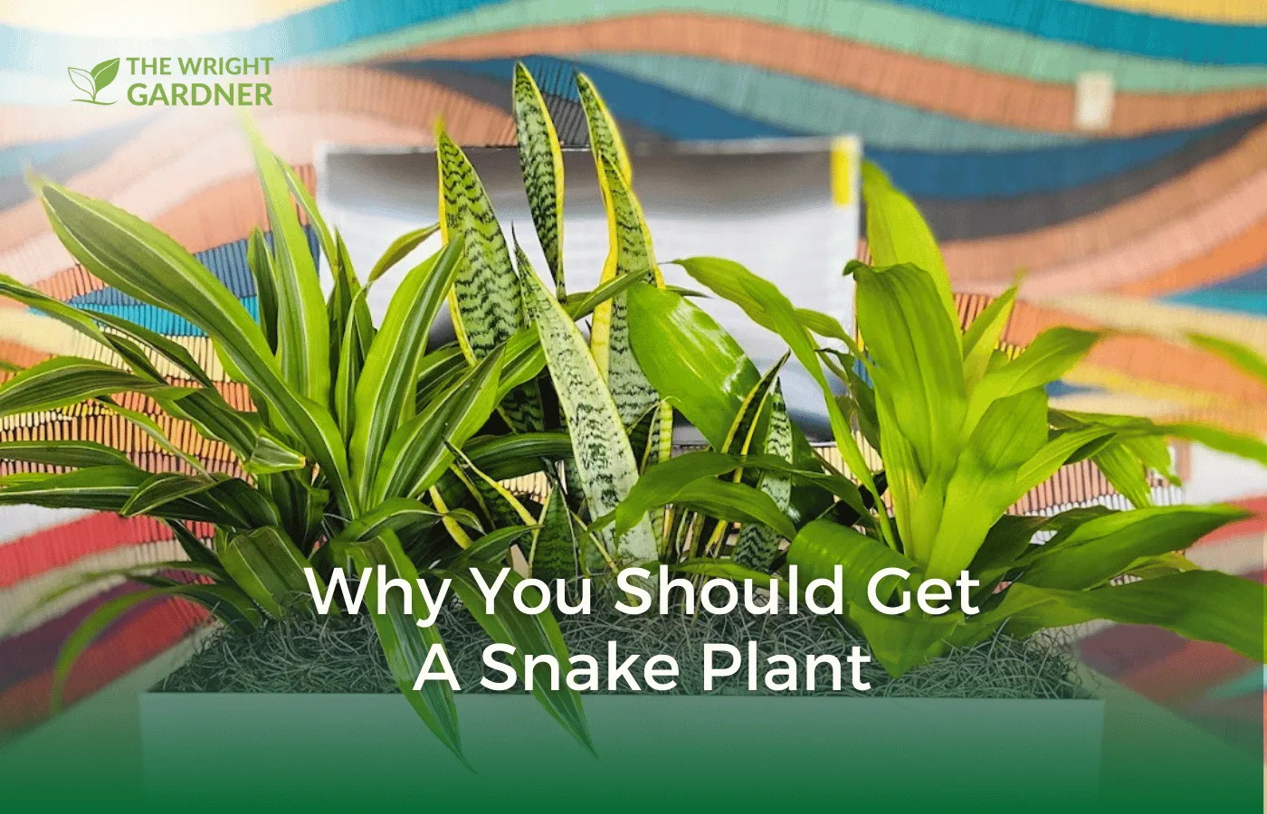 4 foot tall snake plant Artificial Snake Plant – THE GARDEN CENTRE main image 1
