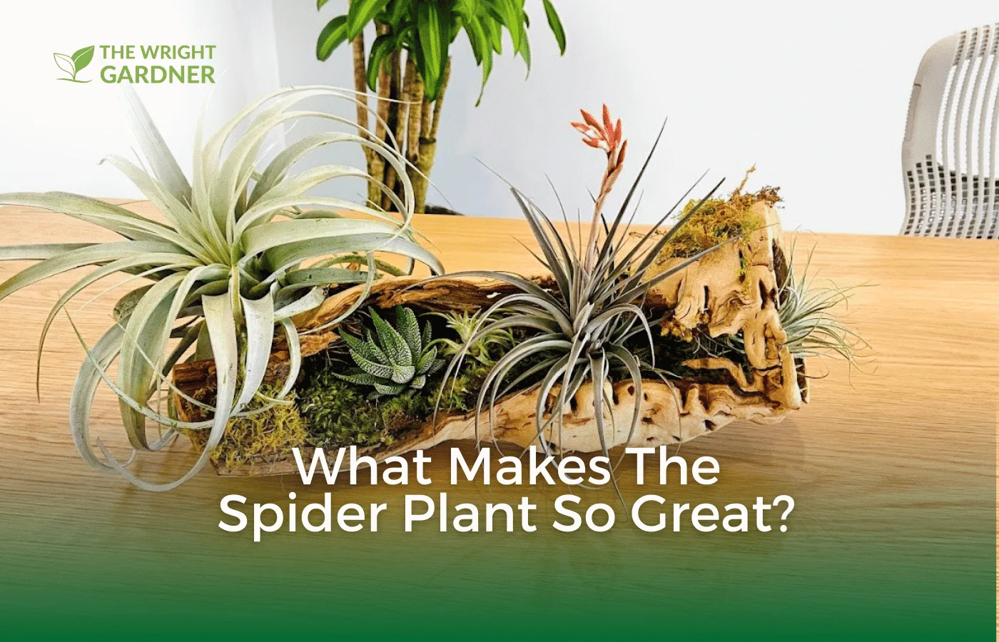What Makes the Spider Plant So Great? - The Wright Gardner
