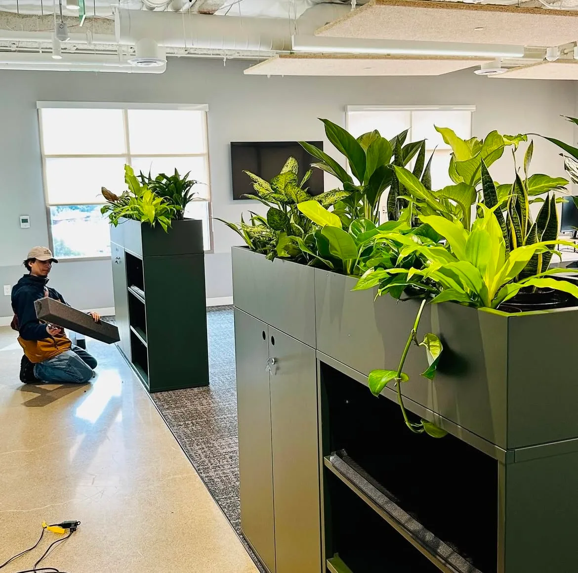 Seasonal Guide to the Best Indoor Plants for Your Office - The Wright  Gardner
